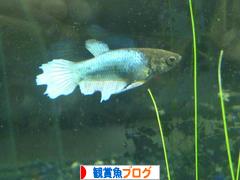 にほんブログ村 観賞魚ブログへ