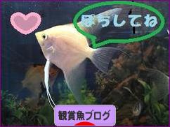 にほんブログ村 観賞魚ブログへ