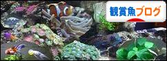 にほんブログ村 観賞魚ブログへ