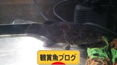 にほんブログ村 観賞魚ブログへ