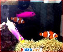 にほんブログ村 観賞魚ブログへ