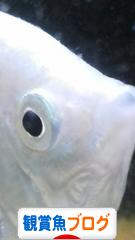 にほんブログ村 観賞魚ブログへ