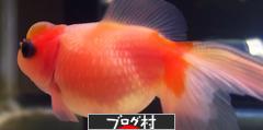 にほんブログ村 観賞魚ブログへ