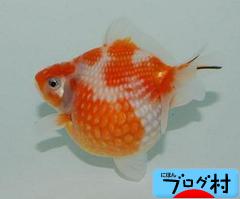 にほんブログ村 観賞魚ブログ 金魚へ