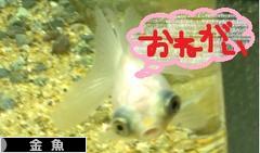 にほんブログ村 観賞魚ブログ 金魚へ