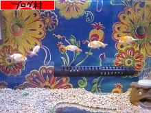 にほんブログ村 観賞魚ブログ 金魚へ