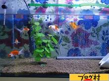 にほんブログ村 観賞魚ブログ 金魚へ