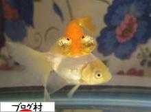 にほんブログ村 観賞魚ブログ 金魚へ