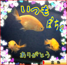 にほんブログ村 観賞魚ブログ 金魚へ