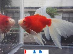 出目金の血が入っていますが Drnの金魚生活