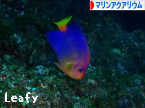 にほんブログ村 観賞魚ブログ マリンアクアリウムへ