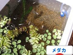 にほんブログ村 観賞魚ブログ メダカへ