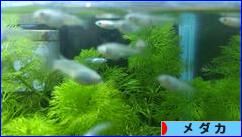 にほんブログ村 観賞魚ブログ メダカへ
