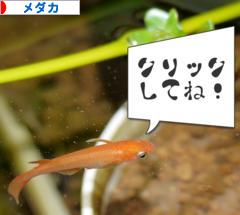 にほんブログ村 観賞魚ブログ メダカへ