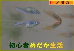 にほんブログ村 観賞魚ブログ メダカへ