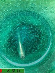 にほんブログ村 観賞魚ブログ メダカへ