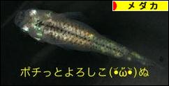 にほんブログ村 観賞魚ブログ メダカへ