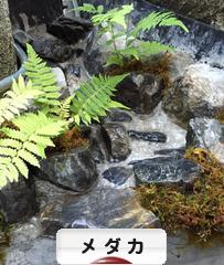 にほんブログ村 観賞魚ブログ メダカへ