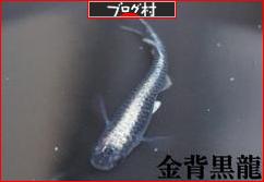 にほんブログ村 観賞魚ブログ メダカへ