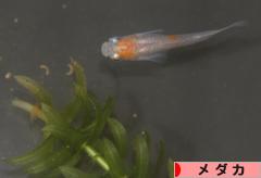 にほんブログ村 観賞魚ブログ メダカへ