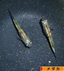 にほんブログ村 観賞魚ブログ メダカへ