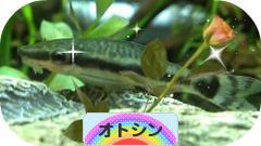 にほんブログ村 観賞魚ブログ オトシンへ