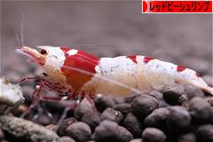 にほんブログ村 観賞魚ブログ レッドビーシュリンプへ