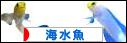 にほんブログ村 観賞魚ブログ 海水魚へ