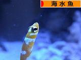 にほんブログ村 観賞魚ブログ 海水魚へ
