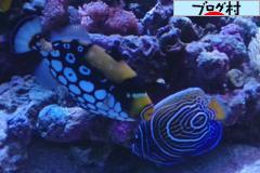 底砂 仕上げ 30cmキューブハイサイドof水槽 チンアナゴ飼育への再挑戦 我が家の海水魚飼育日記