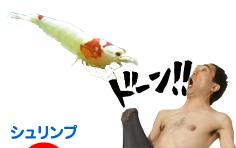 にほんブログ村 観賞魚ブログ シュリンプ（エビ）へ