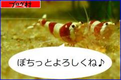 にほんブログ村 観賞魚ブログ シュリンプ（エビ）へ