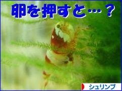 にほんブログ村 観賞魚ブログ シュリンプ（エビ）へ