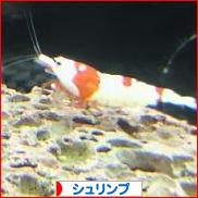 にほんブログ村 観賞魚ブログ シュリンプ（エビ）へ