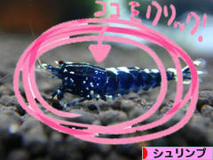 にほんブログ村 観賞魚ブログ シュリンプ(エビ)へ
