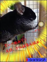 にほんブログ村 観賞魚ブログ シュリンプ（エビ）へ