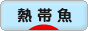にほんブログ村 観賞魚ブログ 熱帯魚へ