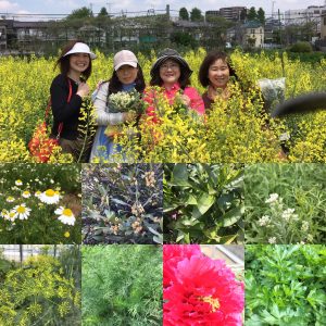 ディルとフェンネルの見分け方 キッチン蒸留 アロマ クレイ 石鹸教室 Aromapod 千葉 習志野 津田沼