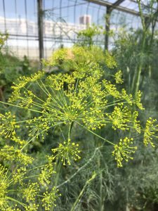 ディルとフェンネルの見分け方 キッチン蒸留 アロマ クレイ 石鹸教室 Aromapod 千葉 習志野 津田沼