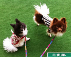 にほんブログ村 美術ブログ チョークアートへ