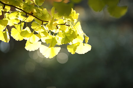 EOS　5D_001