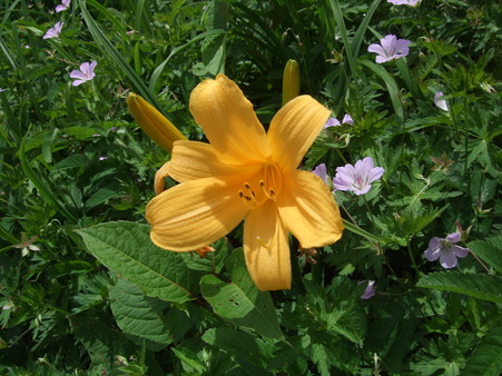 DSCF1774