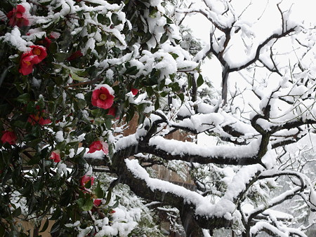 雪椿