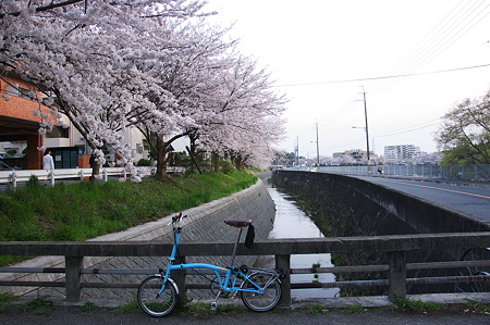 桜の見える橋にて一休み