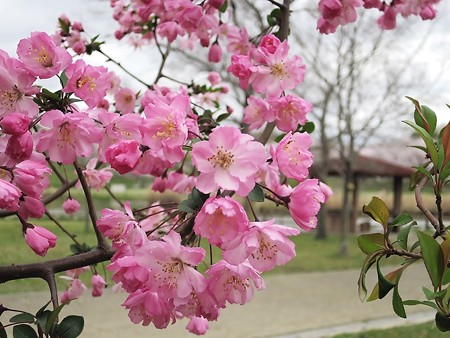 打上川治水緑地6