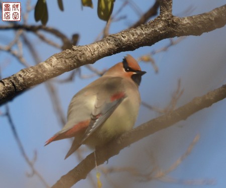 ヒレンジャク01