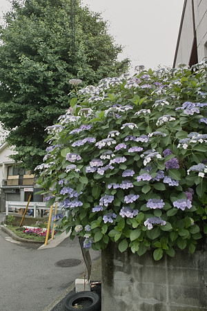 SDIM0414