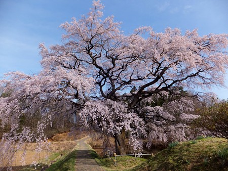 芳水の桜 18 福島県福島市 縄文人 たがめ の格安 弾丸 海外旅行 ２