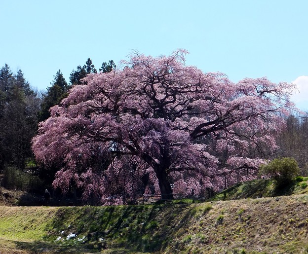 DSCF8246