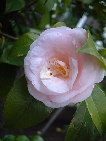 あ ア から始まる椿 山茶花 ２１種 どら猫の花図鑑